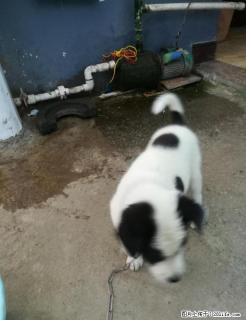 人见人爱，，，小花狗狗 - 桂林28生活网 www.28life.com