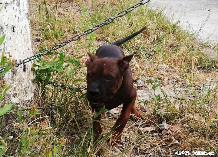桂林那里有纯种川东猎犬出售 - 宠物交易 - 宠物信息 - 桂林分类信息 - 桂林28生活网 www.28life.com
