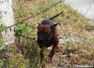 桂林那里有纯种川东猎犬出售 - 桂林28生活网 www.28life.com