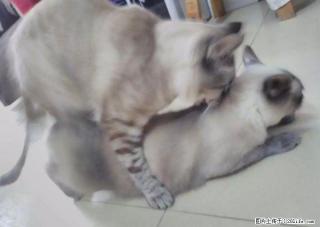 威猛无敌常威君，虎斑暹罗猫DD专克两眼放光的小妹妹。借配。 - 桂林28生活网 www.28life.com