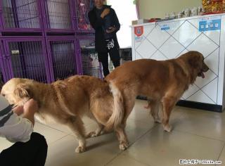 超级帅气金毛对外配种，基因好！ - 桂林28生活网 www.28life.com