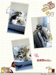 家养黑银色雪纳瑞Lucky,外号肌肉男对外借配了。(带血统。!!!!!!) - 桂林28生活网 www.28life.com