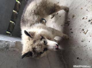 880￥卖5个月大的阿拉斯加公狗！ - 桂林28生活网 www.28life.com