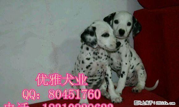出售斑点狗多少钱一只优雅犬业 - 宠物交易 - 宠物信息 - 桂林分类信息 - 桂林28生活网 www.28life.com