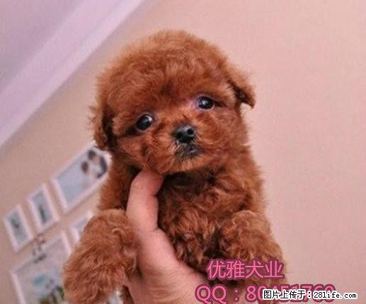 北京哪里出售纯种泰迪幼犬 - 宠物交易 - 宠物信息 - 桂林分类信息 - 桂林28生活网 www.28life.com