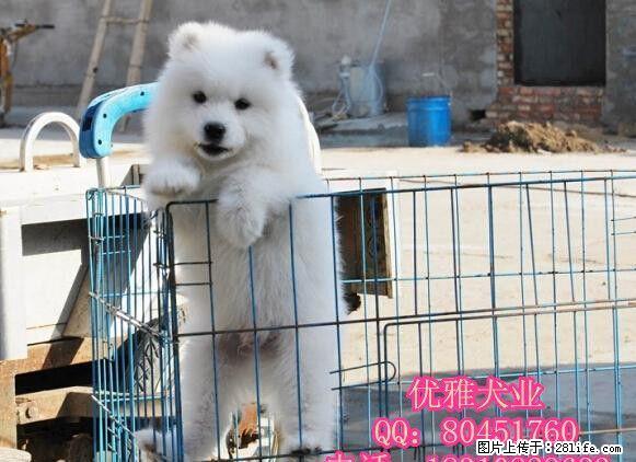 北京纯种萨摩耶犬多少钱 澳版萨摩耶 三个月可包退换 送货上门 - 宠物交易 - 宠物信息 - 桂林分类信息 - 桂林28生活网 www.28life.com