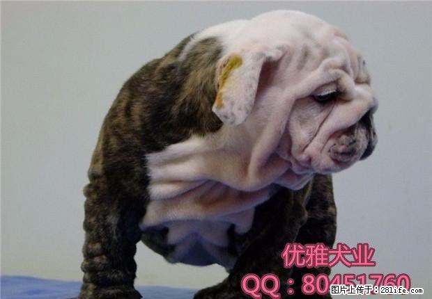 顶级高品质法国斗牛犬宝宝待售中 赛级血统 - 宠物交易 - 宠物信息 - 桂林分类信息 - 桂林28生活网 www.28life.com