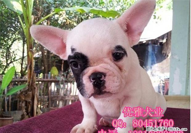 北京哪里出售纯种法国斗牛犬 - 宠物交易 - 宠物信息 - 桂林分类信息 - 桂林28生活网 www.28life.com
