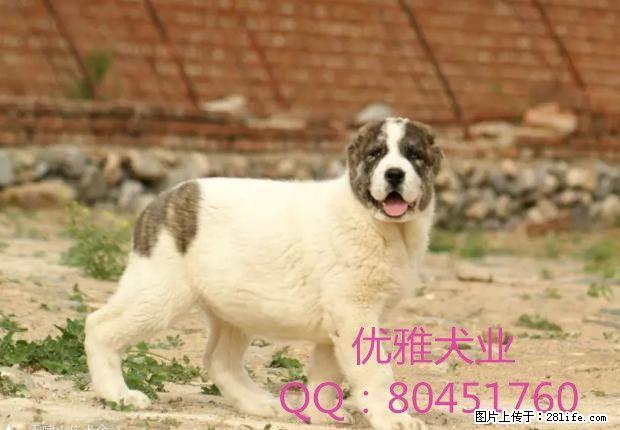 常年出售中亚牧羊犬幼犬打斗血统,结构合理骨架完美。 - 宠物交易 - 宠物信息 - 桂林分类信息 - 桂林28生活网 www.28life.com