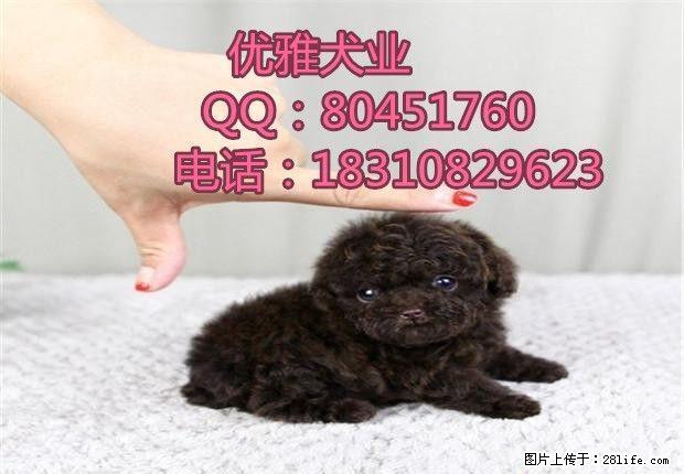 纯种玩具泰迪价格 纯种泰迪幼犬 泰迪好养吗 - 宠物交易 - 宠物信息 - 桂林分类信息 - 桂林28生活网 www.28life.com