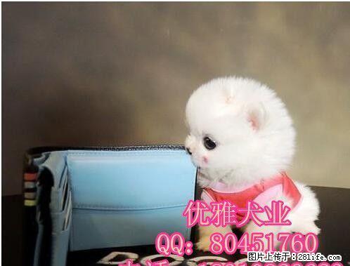 哈多利博美俊介博美幼犬出售 保健康 宠物狗活体 - 宠物交易 - 宠物信息 - 桂林分类信息 - 桂林28生活网 www.28life.com