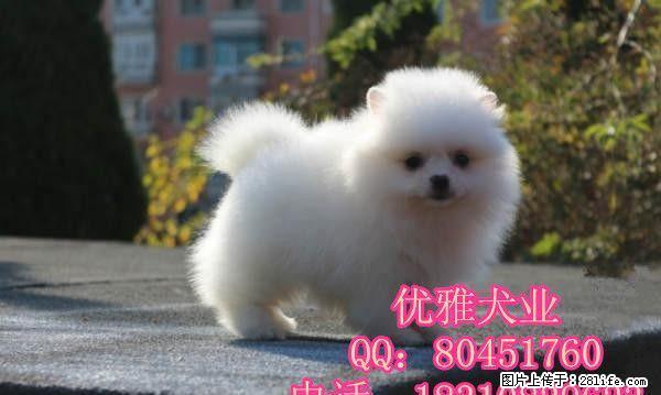 哈多利博美俊介博美幼犬出售 保健康 - 宠物交易 - 宠物信息 - 桂林分类信息 - 桂林28生活网 www.28life.com