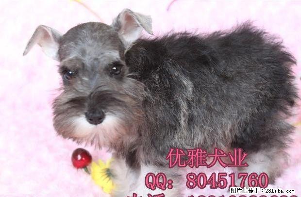 纯种雪纳瑞出售北京哪里有雪纳瑞犬保纯种健康 - 宠物交易 - 宠物信息 - 桂林分类信息 - 桂林28生活网 www.28life.com