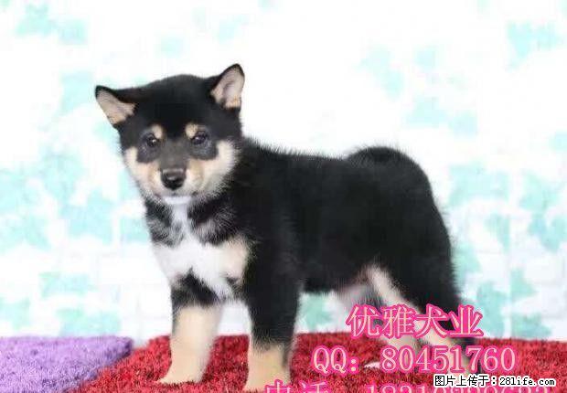 日本柴犬 赤红色柴犬 黑柴 纯种赛级 可办血统证 - 宠物交易 - 宠物信息 - 桂林分类信息 - 桂林28生活网 www.28life.com