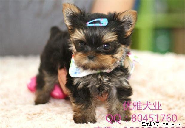纯种约克夏犬多少钱纯种约克夏多少钱 - 宠物交易 - 宠物信息 - 桂林分类信息 - 桂林28生活网 www.28life.com