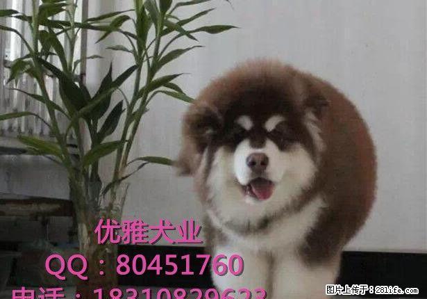 纯种阿拉斯加犬出售 北京哪里卖阿拉斯加犬 阿拉斯加幼犬 - 宠物交易 - 宠物信息 - 桂林分类信息 - 桂林28生活网 www.28life.com
