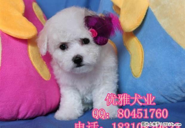 北京哪里出售纯种比熊幼犬 纯种比熊听话吗 - 宠物交易 - 宠物信息 - 桂林分类信息 - 桂林28生活网 www.28life.com