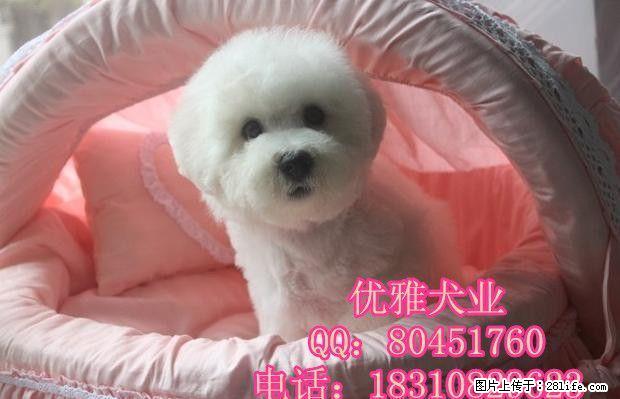 纯种比熊 赛级比熊 比熊好养吗 比熊哪家好 保健康 - 宠物交易 - 宠物信息 - 桂林分类信息 - 桂林28生活网 www.28life.com