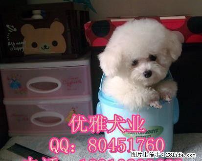 纯种法国比熊犬 纯种比熊幼犬 赛级比熊犬 完美售后 - 宠物交易 - 宠物信息 - 桂林分类信息 - 桂林28生活网 www.28life.com