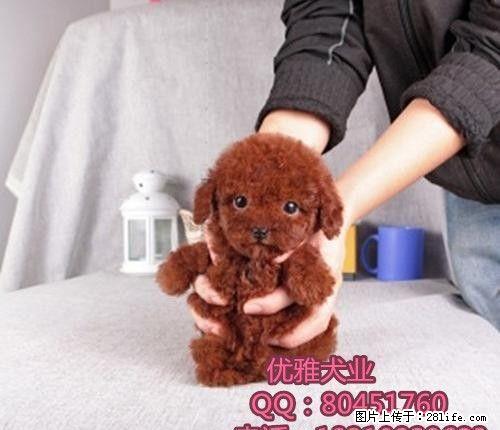 纯种茶杯泰迪 红色小体泰迪 低价出售 可送货 包邮 - 宠物交易 - 宠物信息 - 桂林分类信息 - 桂林28生活网 www.28life.com