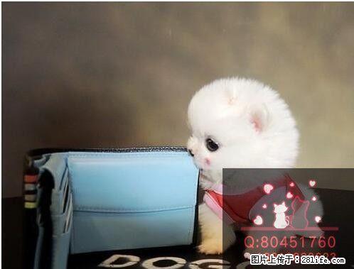 哈多利球体博美 美系博美 健康保一年 签合同 - 宠物交易 - 宠物信息 - 桂林分类信息 - 桂林28生活网 www.28life.com