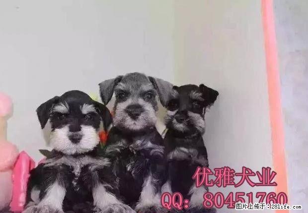 北京哪里的雪纳瑞纯种雪纳瑞要怎么养哪里的雪纳瑞便宜 - 宠物交易 - 宠物信息 - 桂林分类信息 - 桂林28生活网 www.28life.com