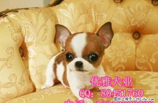 吉娃娃 苹果脸 袖珍迷你幼犬 活体宠物狗狗 - 宠物交易 - 宠物信息 - 桂林分类信息 - 桂林28生活网 www.28life.com