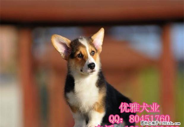 高端精品小短腿、威尔士柯基犬-疫苗齐全-保健康 - 宠物交易 - 宠物信息 - 桂林分类信息 - 桂林28生活网 www.28life.com
