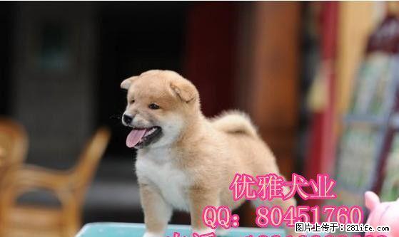 柴犬 日本柴犬 精品赛级双血统纯种日本柴犬 - 宠物交易 - 宠物信息 - 桂林分类信息 - 桂林28生活网 www.28life.com