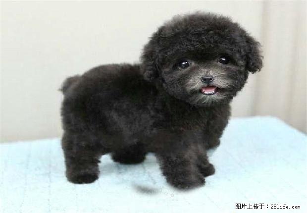 实物拍摄泰迪幼犬,保纯种健康,可见父母 - 宠物交易 - 宠物信息 - 桂林分类信息 - 桂林28生活网 www.28life.com