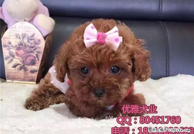 出售泰迪,泰迪幼犬,超小卡哇伊泰迪犬,包纯种签协议 - 宠物交易 - 宠物信息 - 桂林分类信息 - 桂林28生活网 www.28life.com