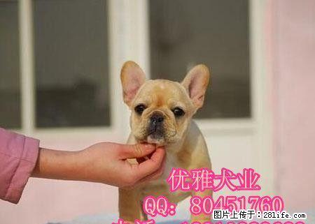 斗牛犬多少钱斗牛犬价格斗牛犬图片 - 宠物交易 - 宠物信息 - 桂林分类信息 - 桂林28生活网 www.28life.com