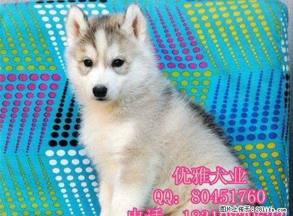 纯种哈士奇 哈士奇价格 北京哪卖哈士奇幼犬 保健康 - 宠物交易 - 宠物信息 - 桂林分类信息 - 桂林28生活网 www.28life.com