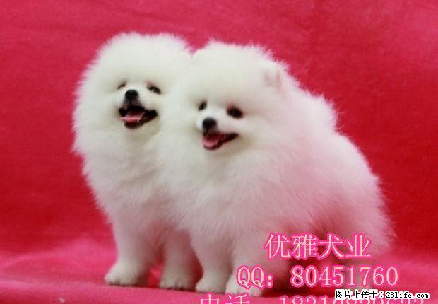 北京哪有博美幼犬出售 哈多利球体博美 - 宠物交易 - 宠物信息 - 桂林分类信息 - 桂林28生活网 www.28life.com