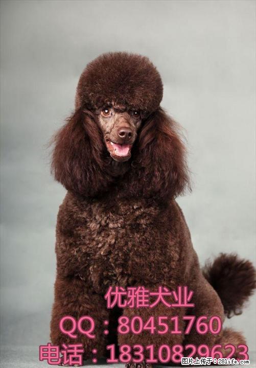 纯种茶杯贵宾、玩具贵宾、迷你贵宾、签订健康协议 - 宠物交易 - 宠物信息 - 桂林分类信息 - 桂林28生活网 www.28life.com