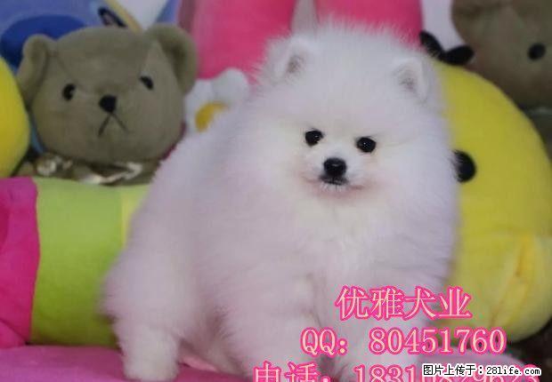 北京哪里出售博美犬 纯种哈多利博美犬价格 博美幼犬 - 宠物交易 - 宠物信息 - 桂林分类信息 - 桂林28生活网 www.28life.com