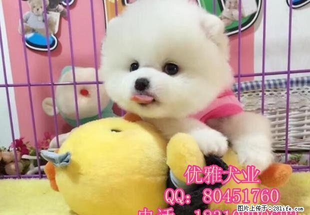 北京哪里有卖博美犬 北京哪里有狗场 博美犬多少钱 - 宠物交易 - 宠物信息 - 桂林分类信息 - 桂林28生活网 www.28life.com