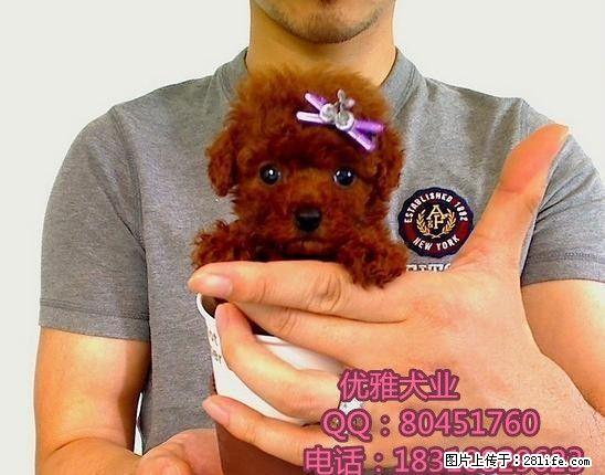 泰迪犬多少钱泰迪犬价格泰迪犬图片 - 宠物交易 - 宠物信息 - 桂林分类信息 - 桂林28生活网 www.28life.com