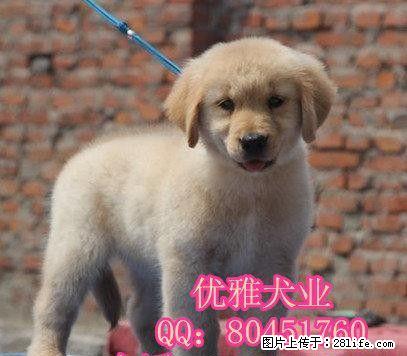 黄金色金毛犬 赛级金毛 打完疫苗带证书芯片 可签协议 - 宠物交易 - 宠物信息 - 桂林分类信息 - 桂林28生活网 www.28life.com