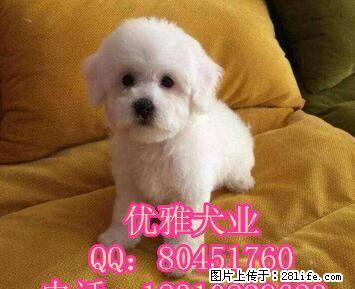 比熊犬 比熊犬舍 比熊犬专业繁育 打完疫苗包纯包健康 - 宠物交易 - 宠物信息 - 桂林分类信息 - 桂林28生活网 www.28life.com