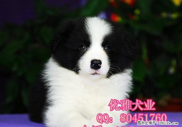北京边牧 精品边境牧羊犬出售 公母多只可挑选 - 宠物交易 - 宠物信息 - 桂林分类信息 - 桂林28生活网 www.28life.com