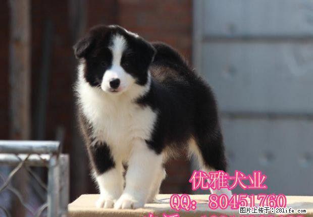 北京边牧 精品边境牧羊犬出售 公母多只可挑选 - 宠物交易 - 宠物信息 - 桂林分类信息 - 桂林28生活网 www.28life.com
