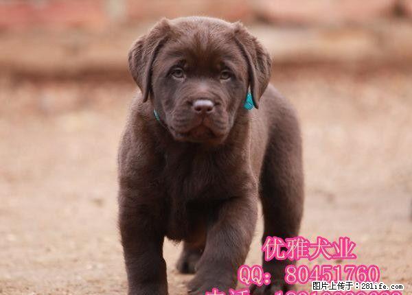 纯种拉布拉多 赛级拉布拉多 大骨架拉布拉多幼犬 疫苗驱虫已做 - 宠物交易 - 宠物信息 - 桂林分类信息 - 桂林28生活网 www.28life.com