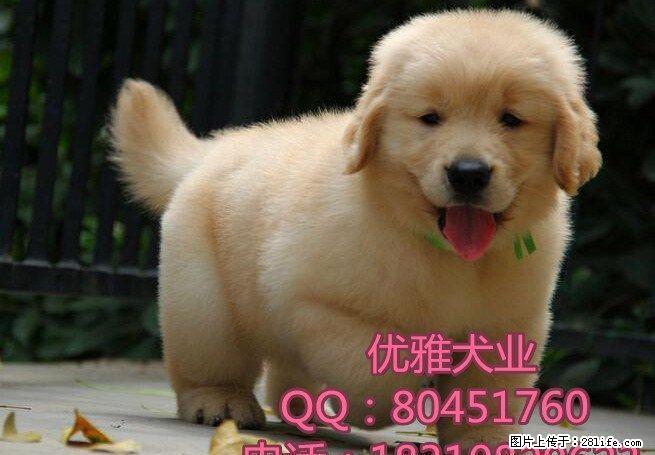 北京哪里有金毛犬出售 赛级金毛犬 北京金毛犬舍 - 宠物交易 - 宠物信息 - 桂林分类信息 - 桂林28生活网 www.28life.com