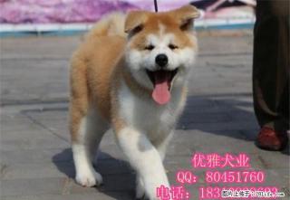 出售纯种秋田幼犬多少钱 - 桂林28生活网 www.28life.com