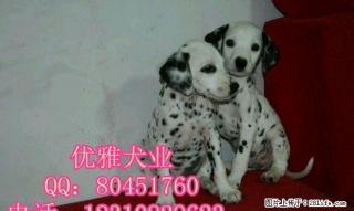 出售斑点狗多少钱一只优雅犬业 - 桂林28生活网 www.28life.com