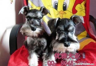 【优雅犬业】出售雪纳瑞幼犬/纯种雪纳瑞图片 - 桂林28生活网 www.28life.com