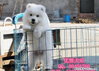 北京纯种萨摩耶犬多少钱 澳版萨摩耶 三个月可包退换 送货上门 - 桂林28生活网 www.28life.com