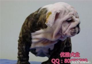 顶级高品质法国斗牛犬宝宝待售中 赛级血统 - 桂林28生活网 www.28life.com