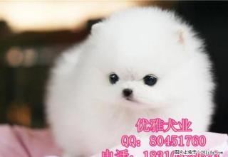北京纯种博美幼犬 纯种博美幼犬 纯种博美多少钱 - 桂林28生活网 www.28life.com